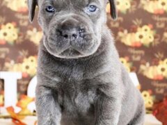 Cane corso