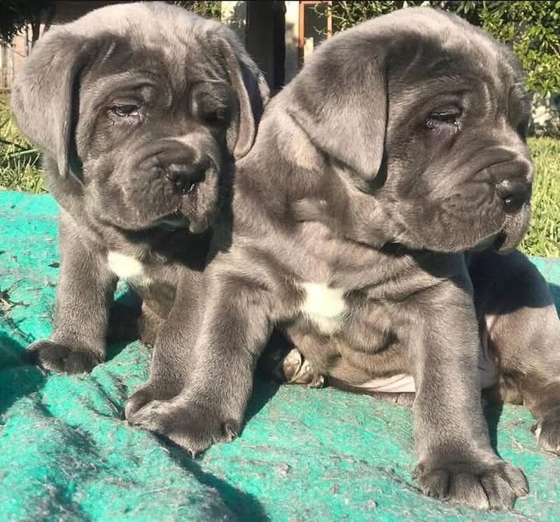 Cane corso