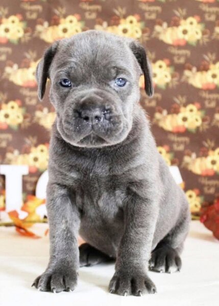 Cane corso