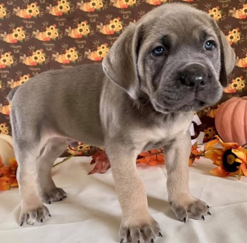 Cane corso