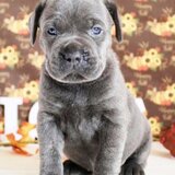 Cane corso